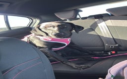 Labrador Retriever dogs for sale: Black female labrador - Image 3