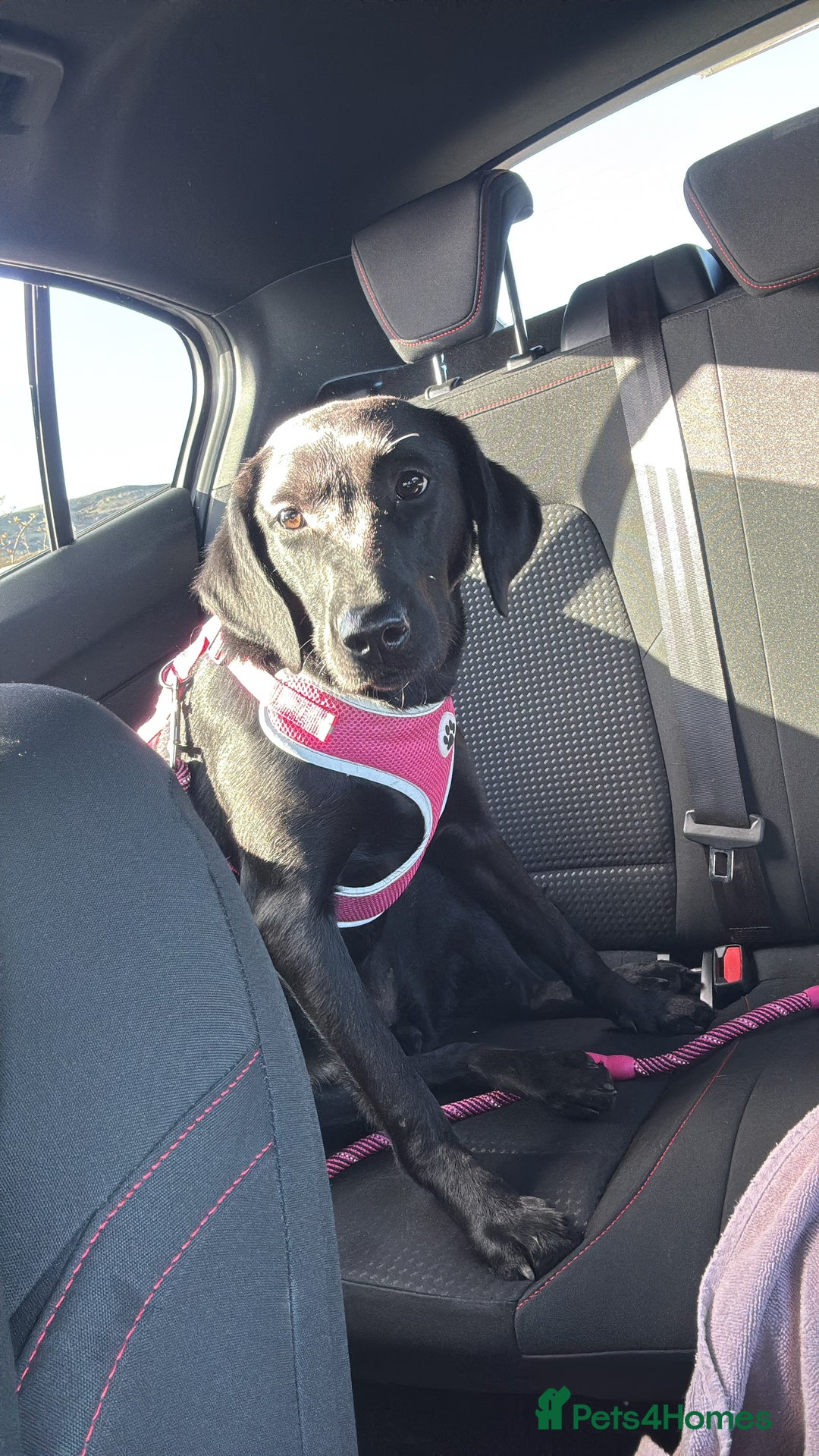 Labrador Retriever dogs for sale: Black female labrador - Image 3