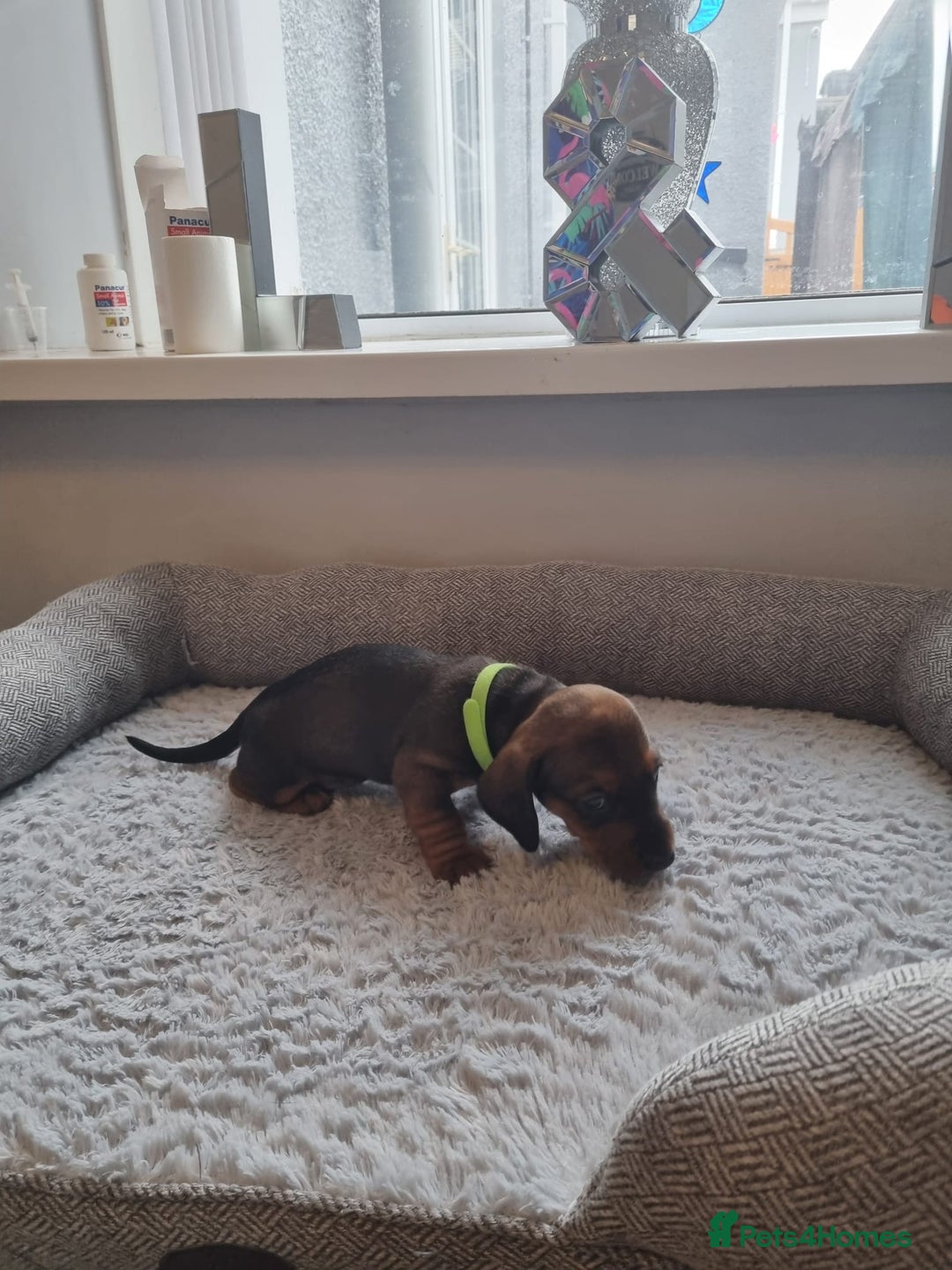 Miniature Dachshund dogs for sale: Minature dashshunds 2 boys 2 girls left - Image 22