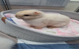 Mini Lion Lop rabbits for sale: Beautiful special little rabbit looking for home - Advert 8