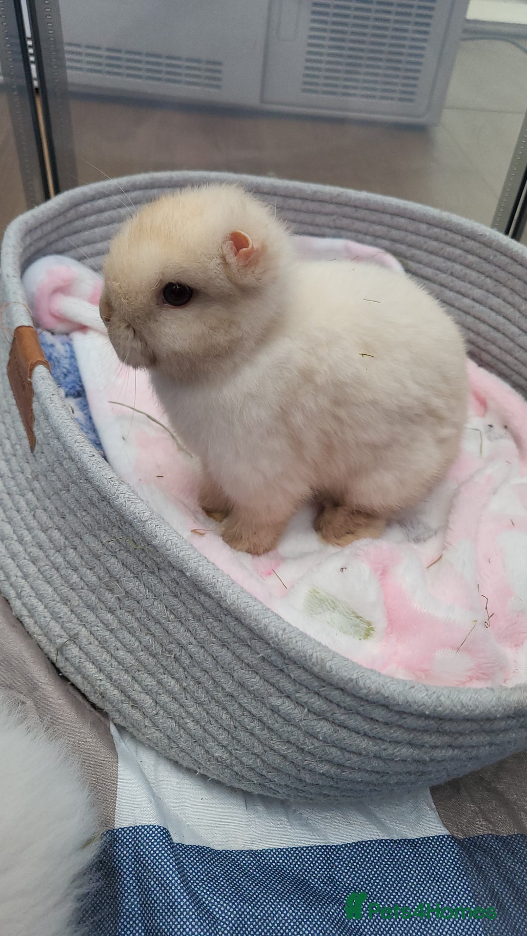 Mini Lion Lop rabbits for sale: Beautiful special little rabbit looking for home - Advert 8