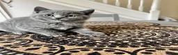 British Shorthair cats for sale: Outstanding British Shorthair kittens  - Advert 4