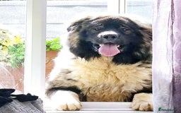 Caucasian Shepherd Dog dogs for sale: Caucasian Shepherd  - Advert 6
