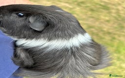 Guinea Pig rodents for sale: 4 gorgeous male guinea pigs available - Image 7