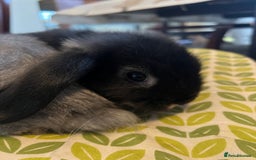 Mini Lop rabbits for sale: Two Mini Lop with Plush Baby Boys - Image 13