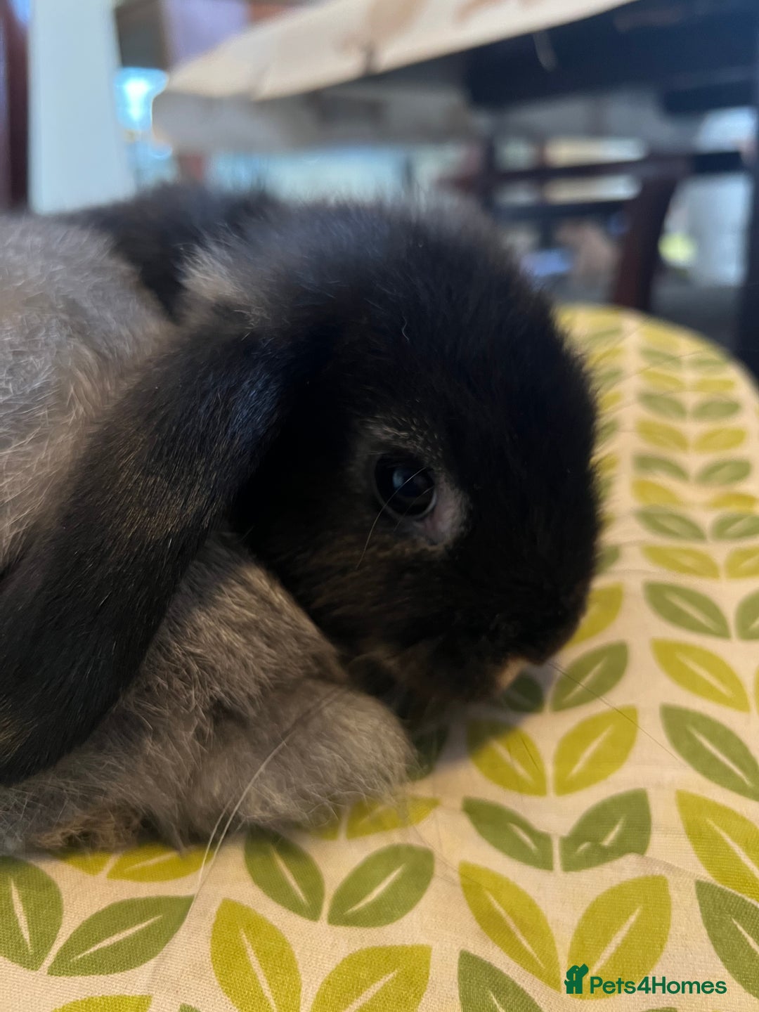 Mini Lop rabbits for sale: Two Mini Lop with Plush Baby Boys - Image 13