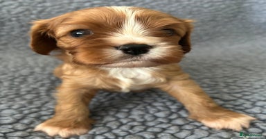 Cavalier King Charles Spaniel dogs Health Tested, beautiful KC Cavalier Puppies.  - Advert 2