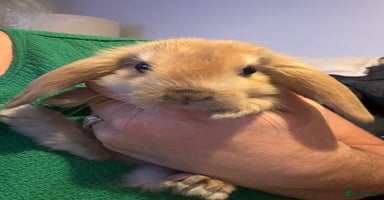 Lionhead rabbits - Advert 2