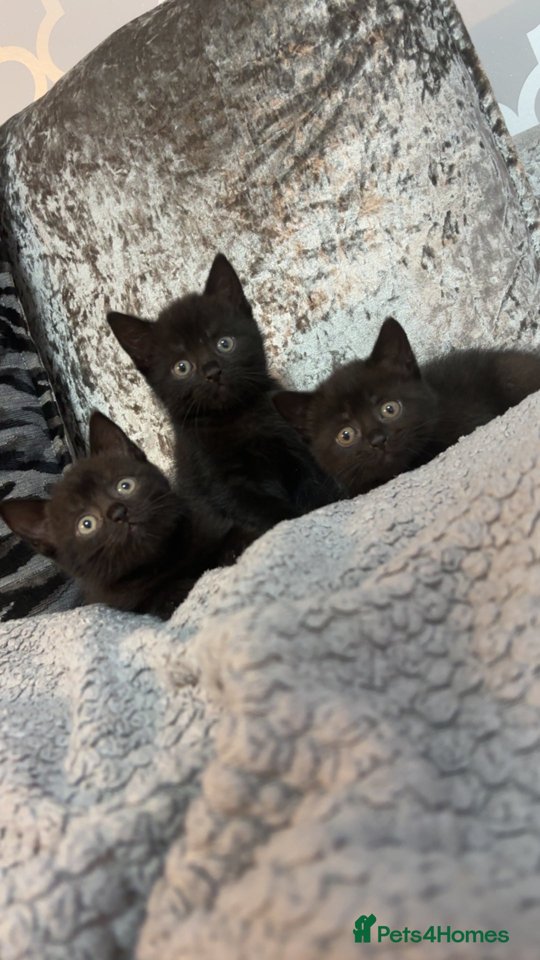 Mixed Breed cats for sale: British shorthair x kittens ready to leave mum!  - Image 5