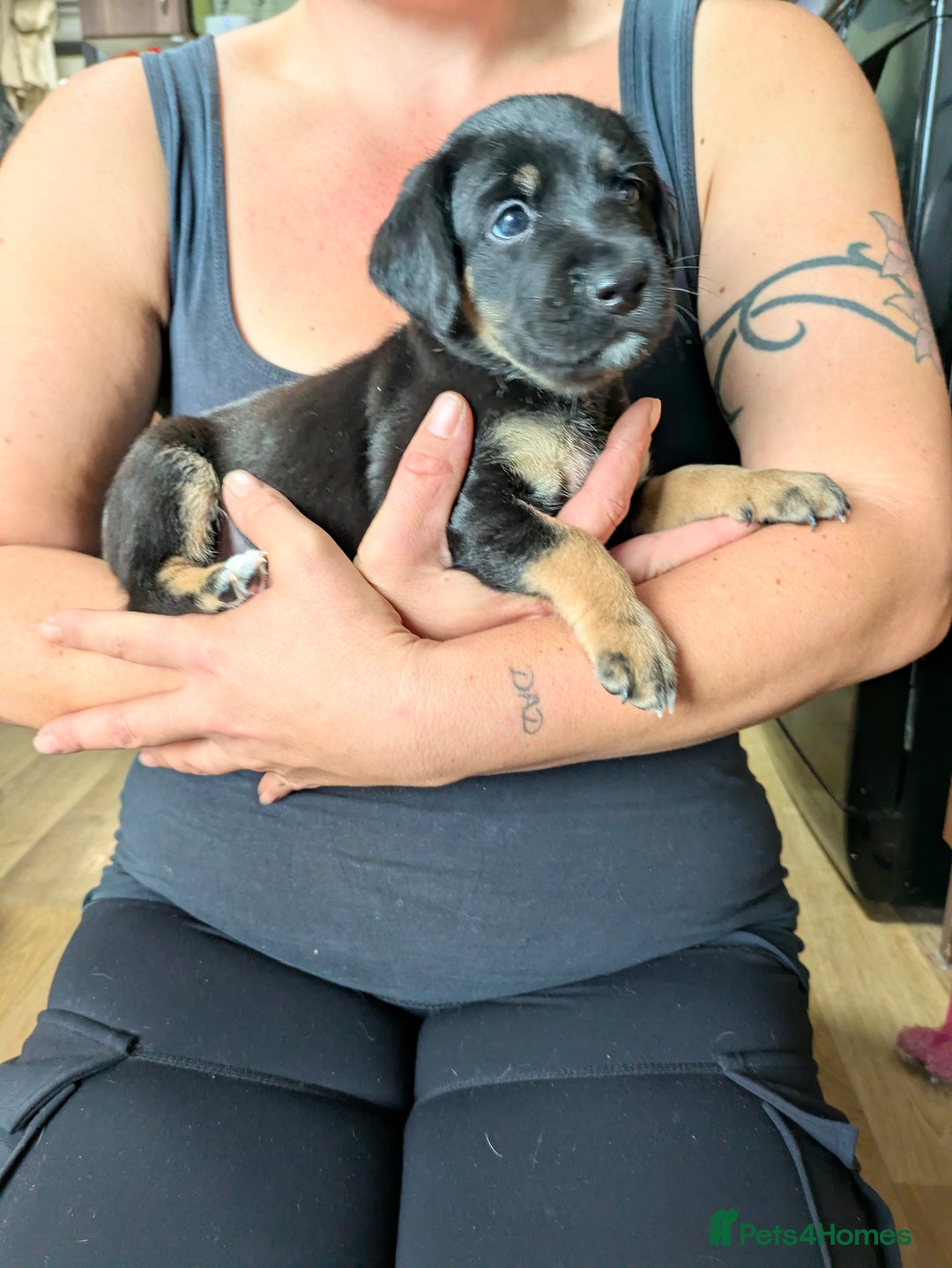 Mixed Breed dogs for sale: Jack, Springer X staffy, lurcher puppies - Image 14