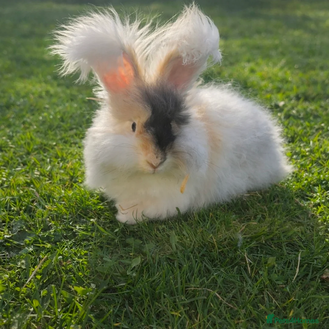 Angora rabbits for sale: English Angora Babies - Advert 2