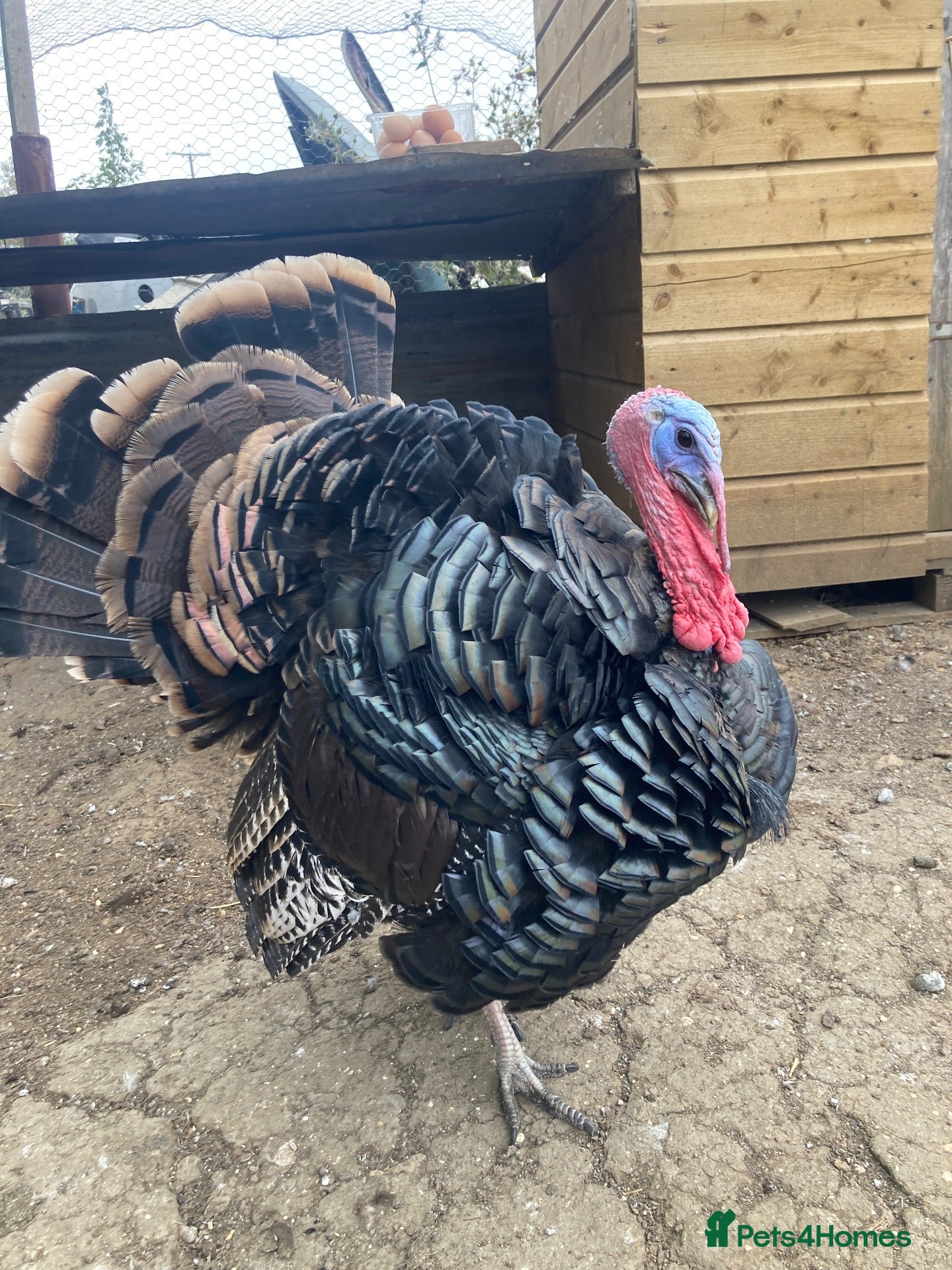 Turkeys poultry 7 Wild American Turkeys  - Advert 11
