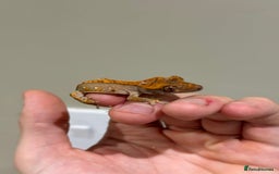 Gecko reptiles for sale: Crested Geckos ( can provide set up) in Upminster - Image 9
