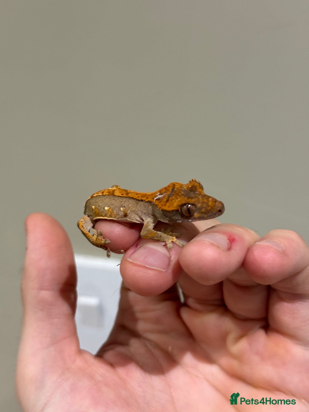 Gecko reptiles for sale: Crested Geckos ( can provide set up) in Upminster - Image 9
