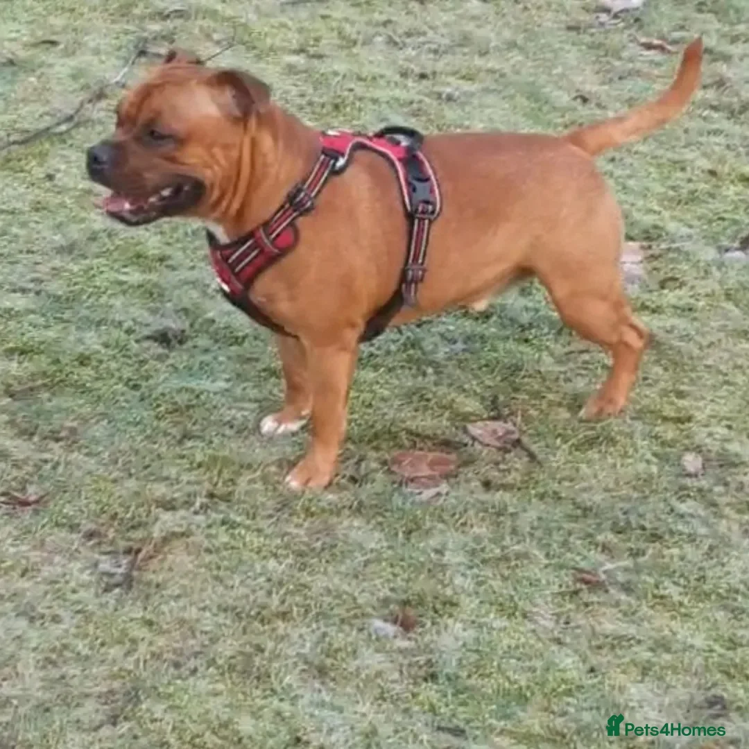 Staffordshire Bull Terrier dogs for stud: 🥨CHIEF CHAMPION SIRED. 🥨🏆  in Rochdale - Advert 15