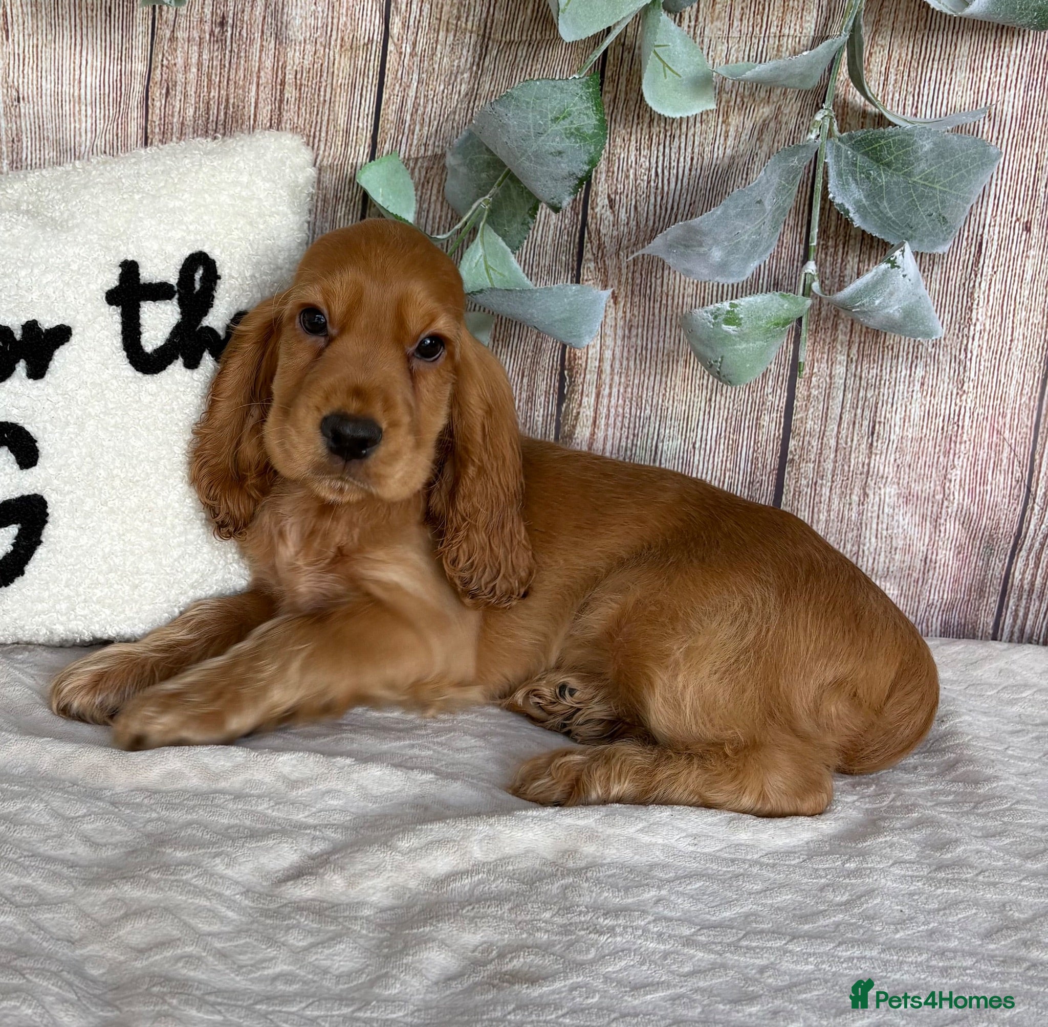 Cocker Spaniel dogs Outstanding KC Show Cocker Spaniels - Advert 1