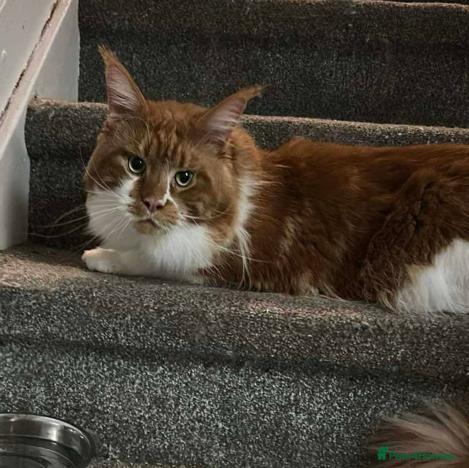 Maine Coon cats Maine Coons - Advert 3