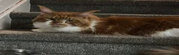 Maine Coon cats for sale: Maine Coons - Advert 1