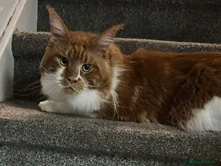Maine Coon cats Maine Coons - Advert 3