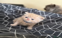 Persian cats for sale: GCCF show quality Persian kittens  - Image 10