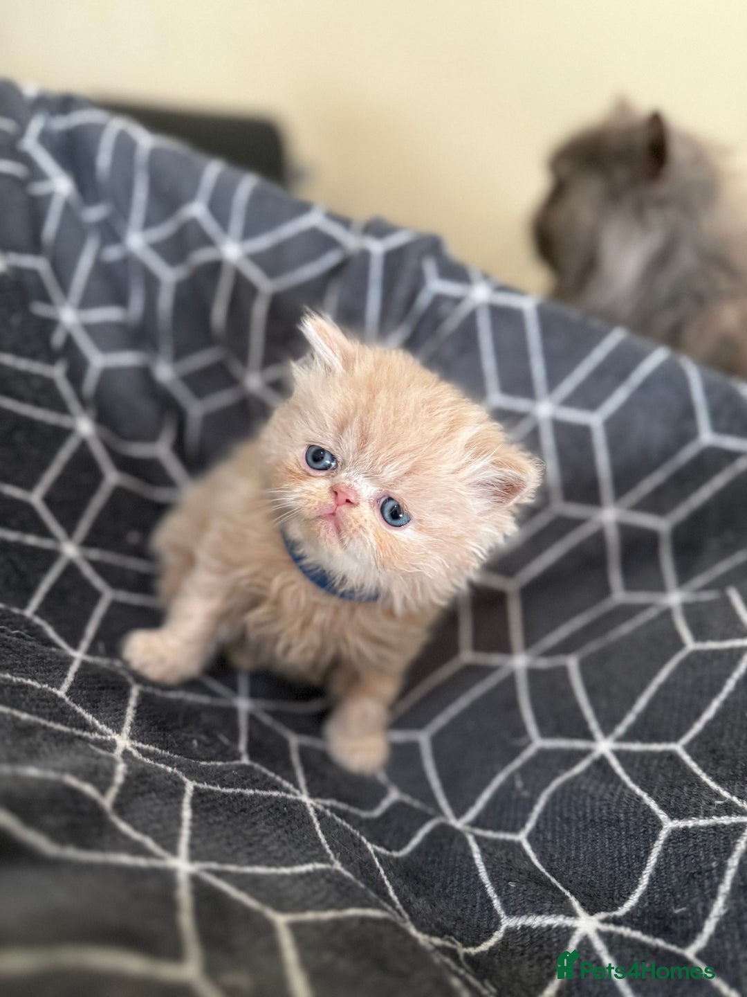 Persian cats for sale: GCCF show quality Persian kittens  - Image 10