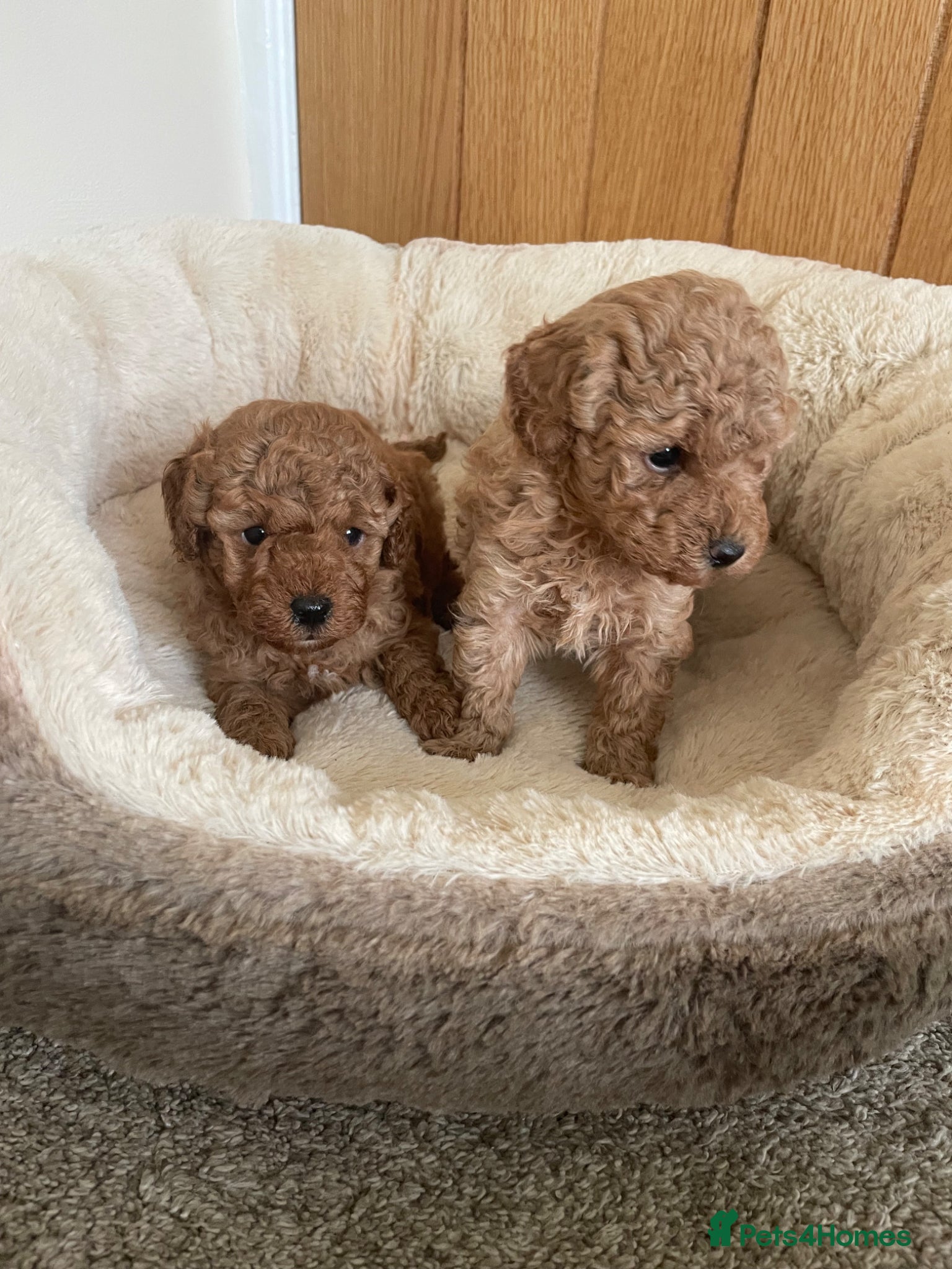 Toy Poodle dogs Royal Kennel Club Registered Toy Poodles  - Advert 2