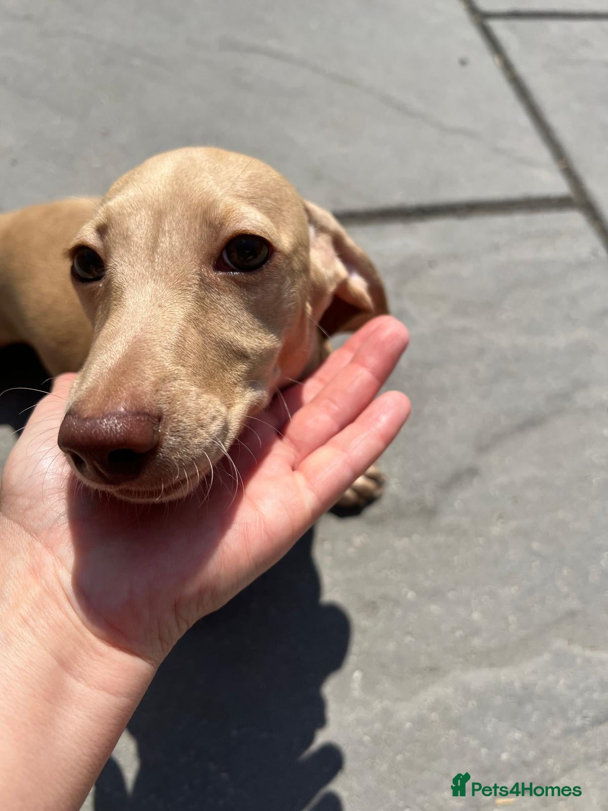 Miniature Dachshund dogs 1 beautiful cream Miniature Dachshund girl - Advert 1