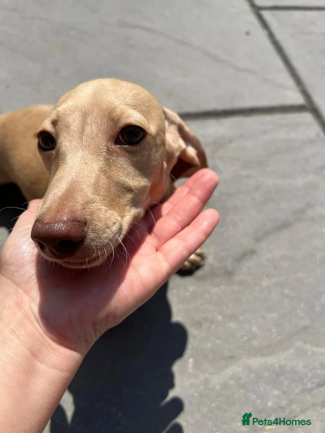 Miniature Dachshund dogs for sale: 1 stunning cream Miniature Dachshund girl - Advert 1
