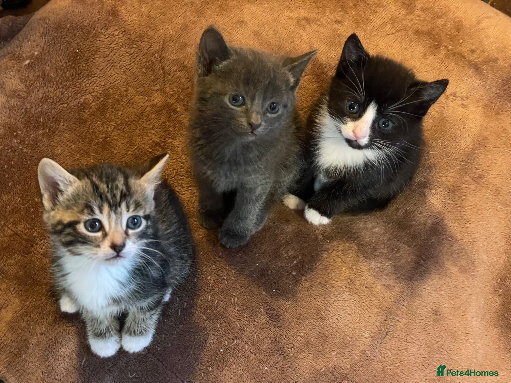 Mixed Breed cats Lovely half British shorthair half Russian blue  - Advert 1