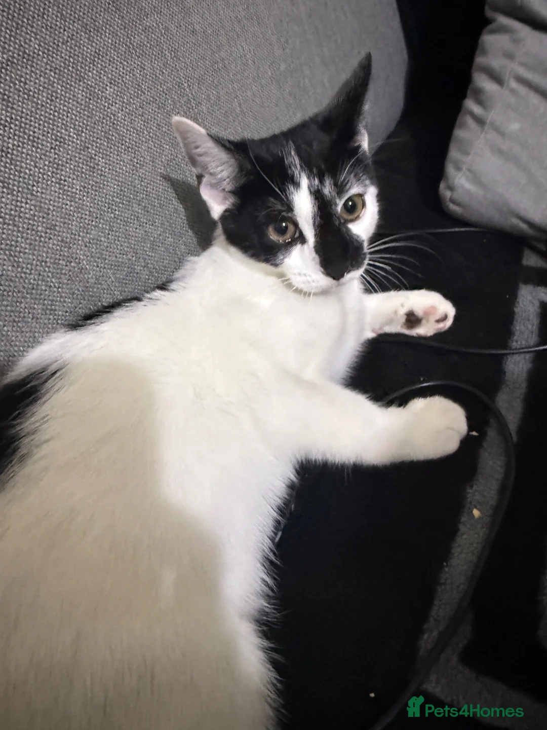 Mixed Breed cats for sale: Kitten for sale  in Hull - Advert 1