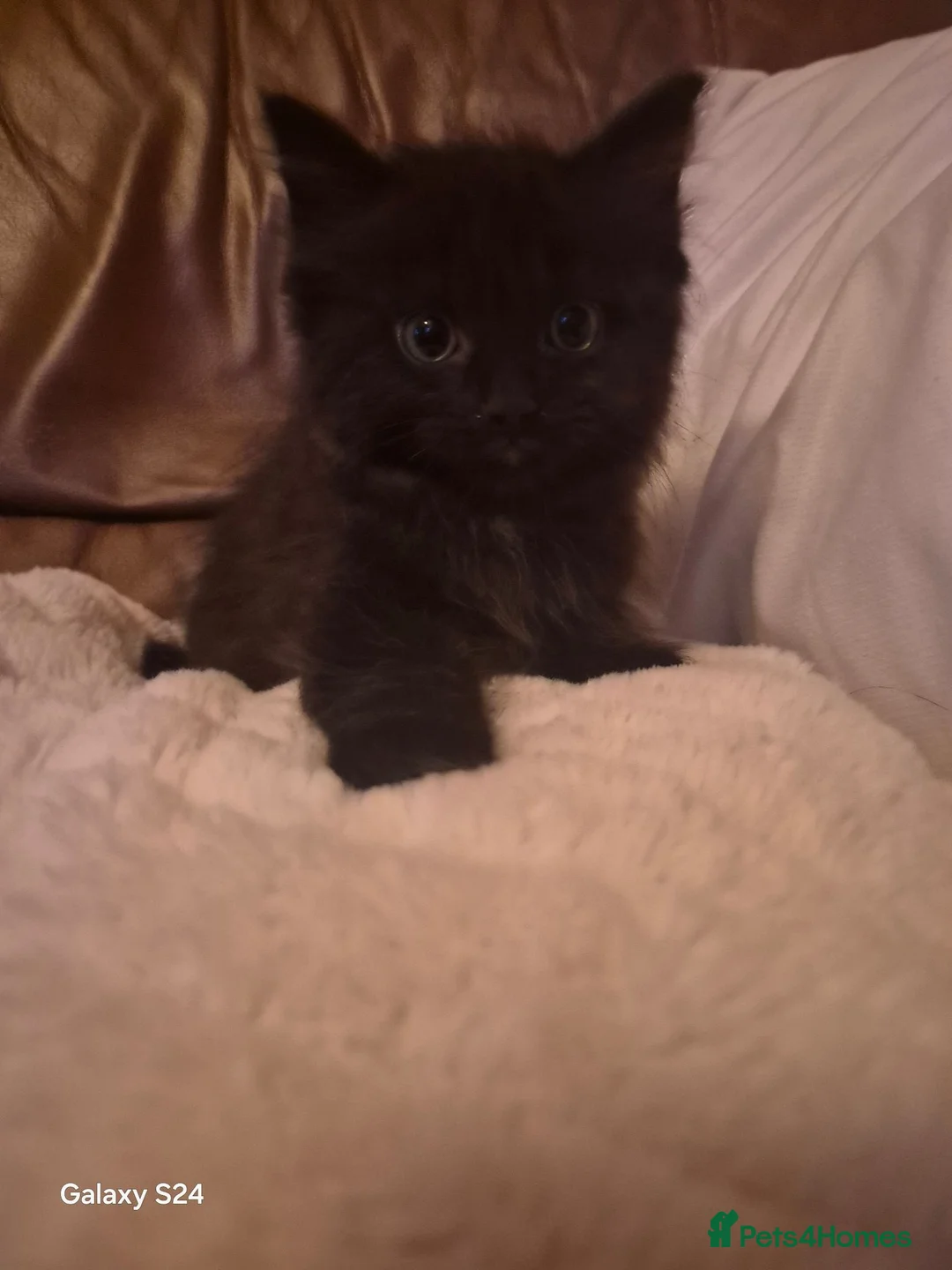 Ragdoll cats for sale: Ragdoll - Advert 30