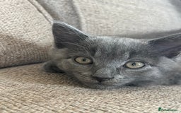 Russian Blue cats for sale: Meet Milo - Russian Blue Mix Kitten - Image 5
