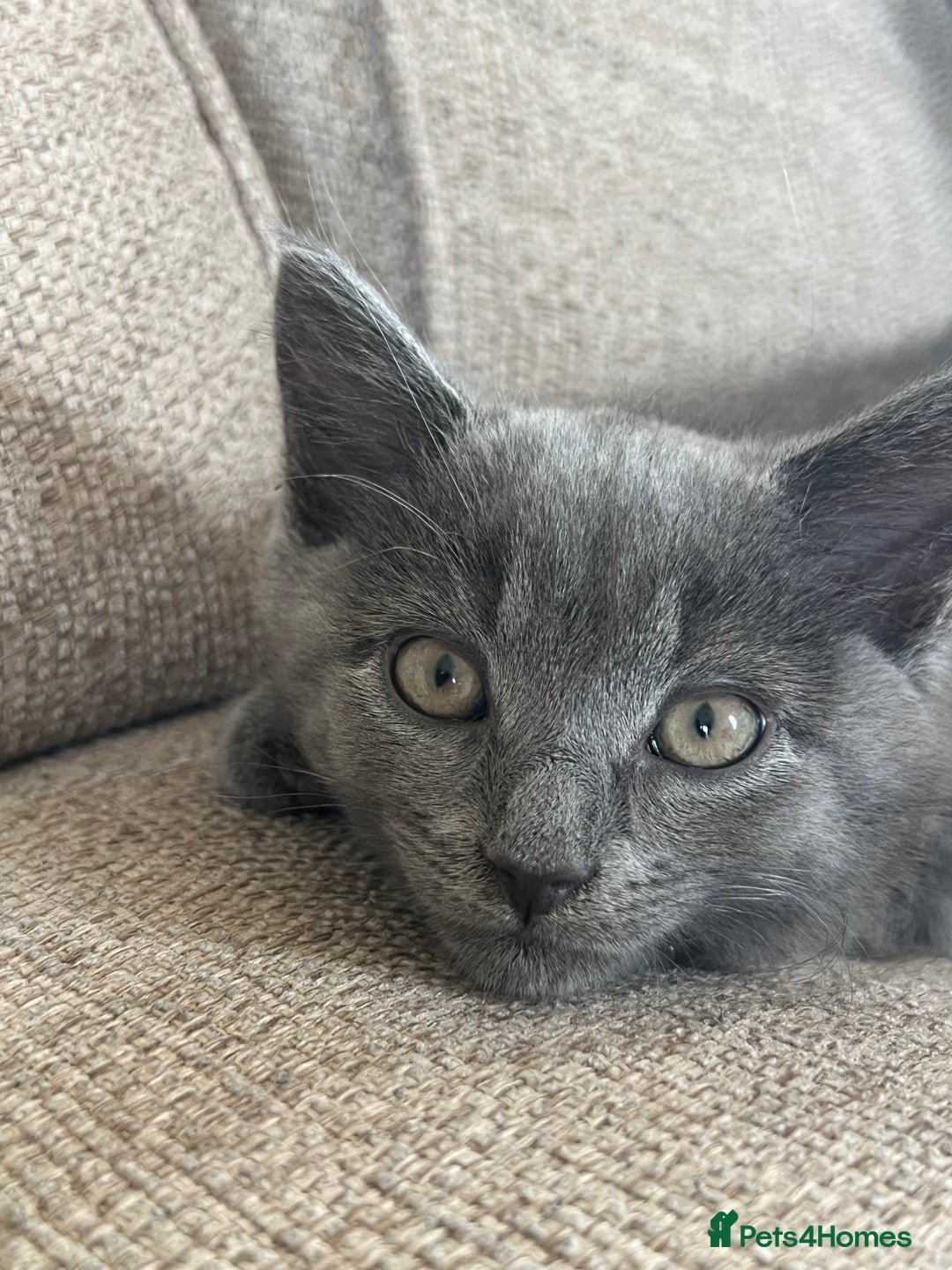 Russian Blue cats for sale: Meet Milo - Russian Blue Mix Kitten - Image 5