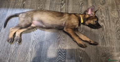 German Shepherd dogs - Advert 15