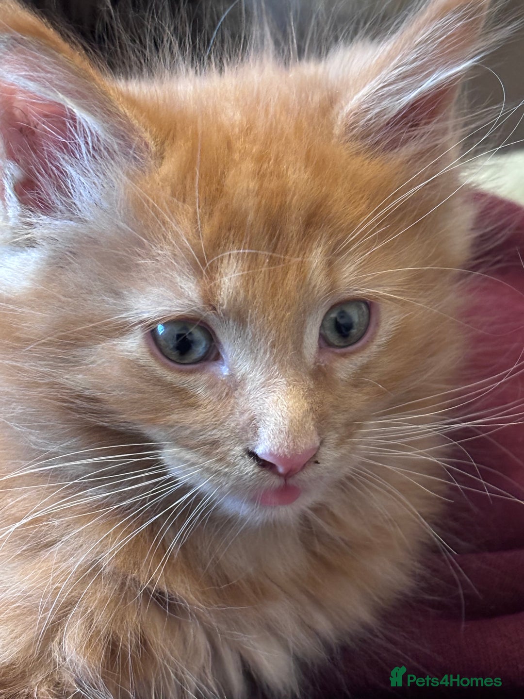 Maine Coon cats for sale: Beautiful Maine Coon Kittens - Advert 11