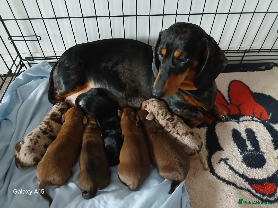 Miniature Dachshund dogs for sale: Miniature dachshunds  - Advert 1