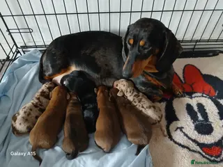 Miniature Dachshund dogs Miniature dachshunds - Advert 1