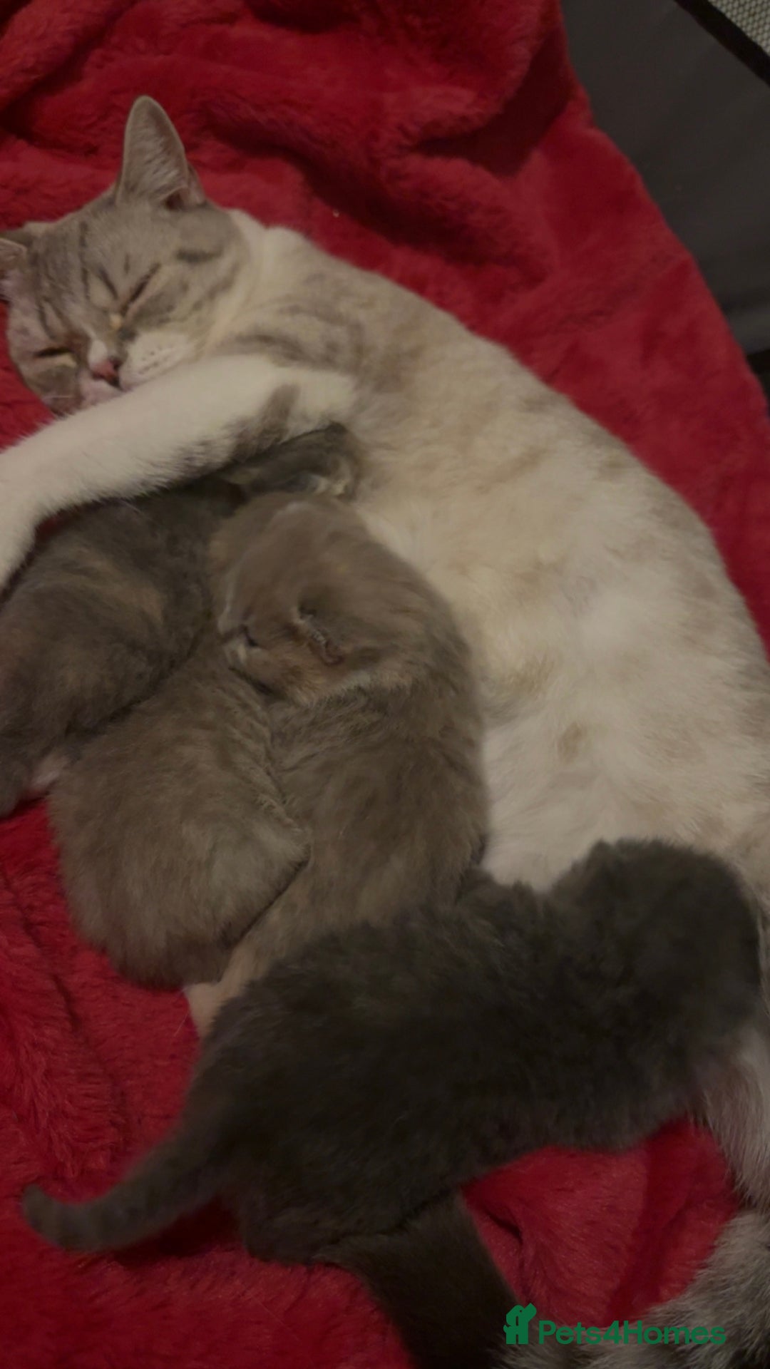 British Shorthair cats for sale: BSH KITTENS FOR SALE (price negotiable) - Advert 2