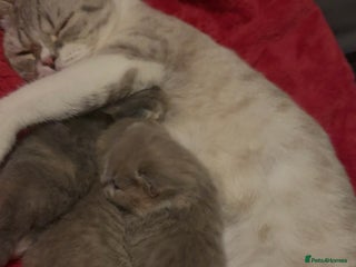 British Shorthair cats BSH KITTENS FOR SALE (price negotiable) - Advert 2