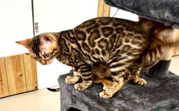 Bengal cats for sale: Brown rosetted male bengal kittens, TICA reg - Image 1