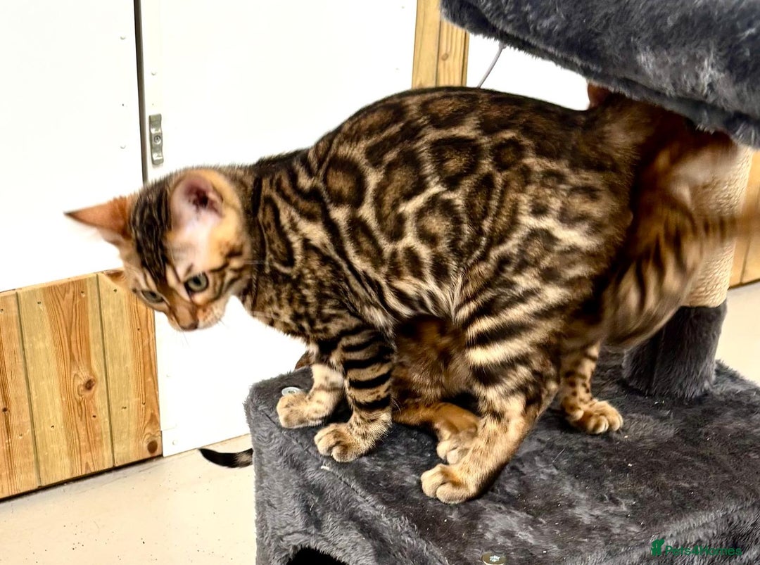 Bengal cats for sale: Brown rosetted male bengal kittens, TICA reg - Image 1