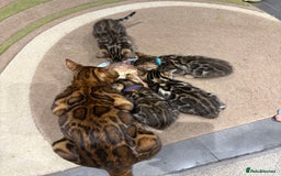 Bengal cats for sale: READY NOW beautiful Bengal Girl kittens TICA reg - Advert 31