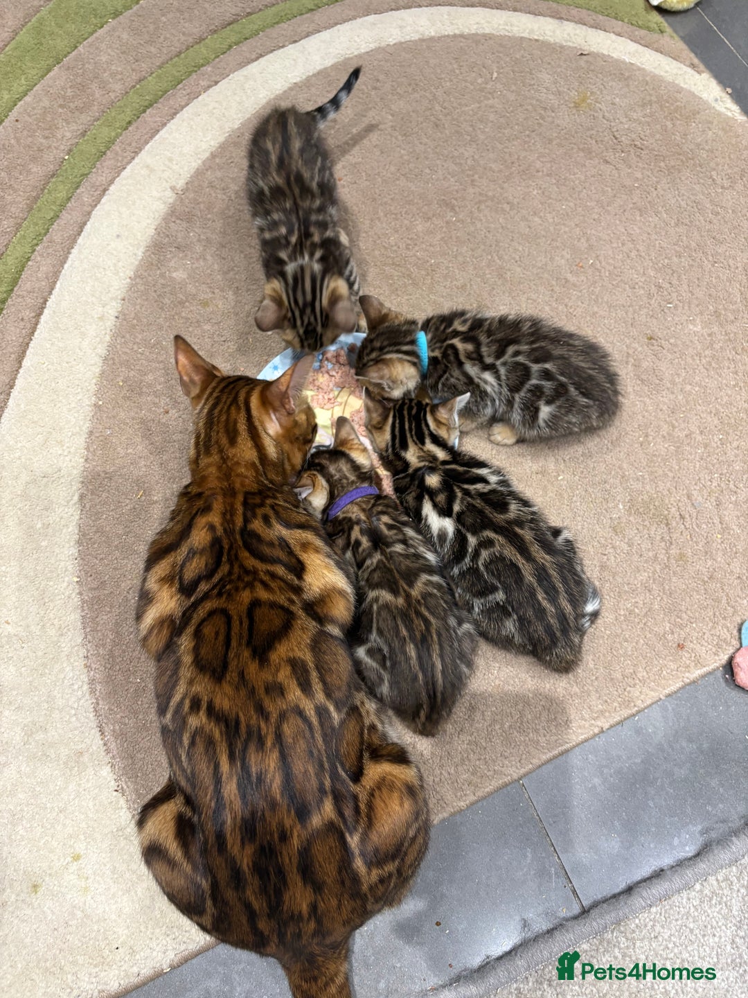 Bengal cats for sale: READY NOW beautiful Bengal Girl kittens TICA reg - Advert 31