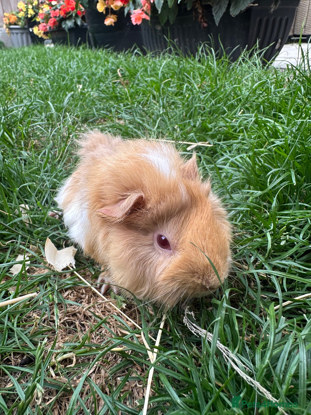 Guinea Pig rodents for sale: Male Guinea Pigs For Sale  - Image 4