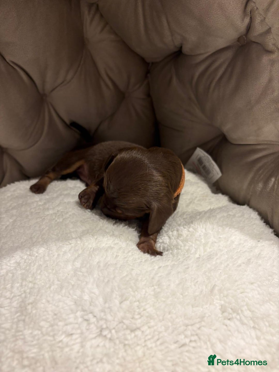 Dachshund dogs for sale: 6 mini dachshunds looking for there forever home  - Advert 5