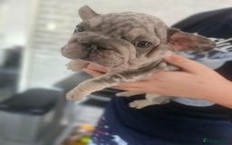 French Bulldog dogs for sale:  Beautiful french bulldog puppies for sale - Image 16