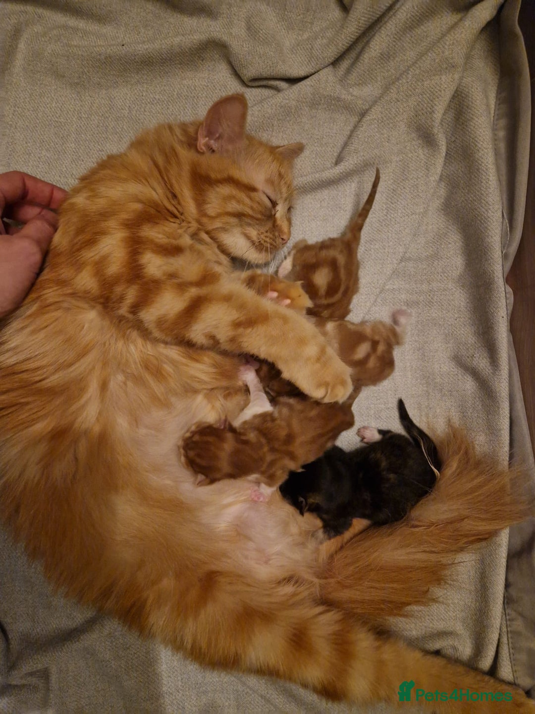 Mixed Breed cats for sale: Beautiful female Kitten 4 weeks old  - Advert 4