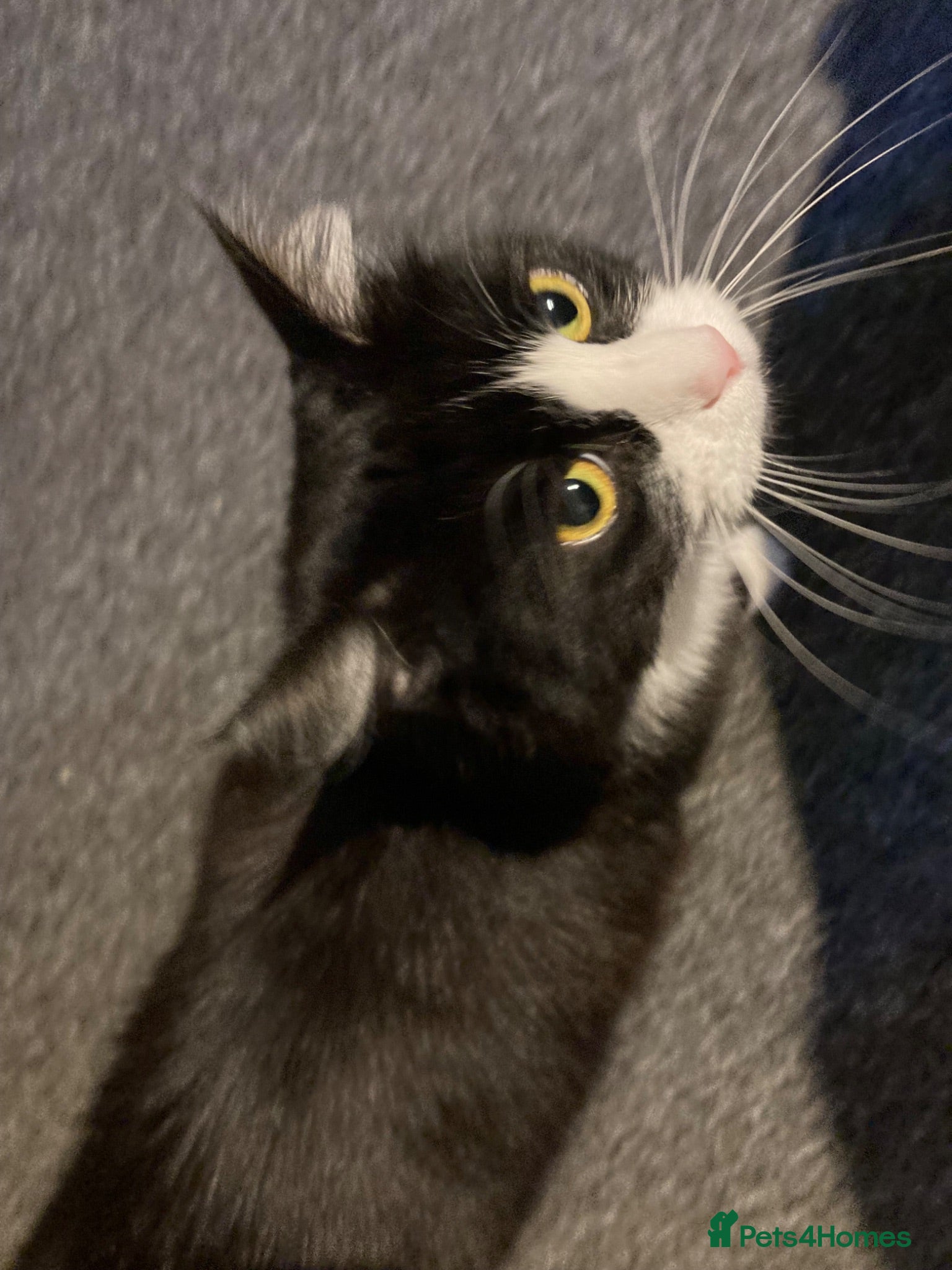 Mixed Breed cats Sylvie  - Advert 2
