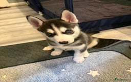 Siberian Husky dogs for sale: Strong Chunky Siberian Husky puppy’s  - Image 36