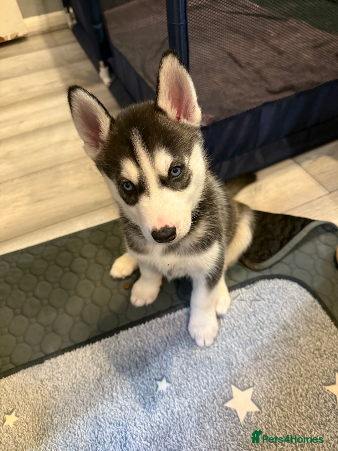 Siberian Husky dogs for sale: Strong Chunky Siberian Husky puppy’s  - Image 36